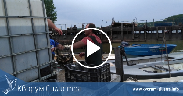 С подкрепата на областната организация на ГЕРБ – Силистра 70 хиляди малки шаранчета бяха пуснати в Дунав