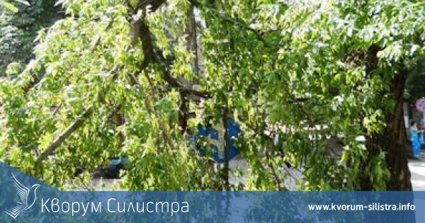 Силистренските пожарникари отстраняваха опасни и паднали клони в областния град