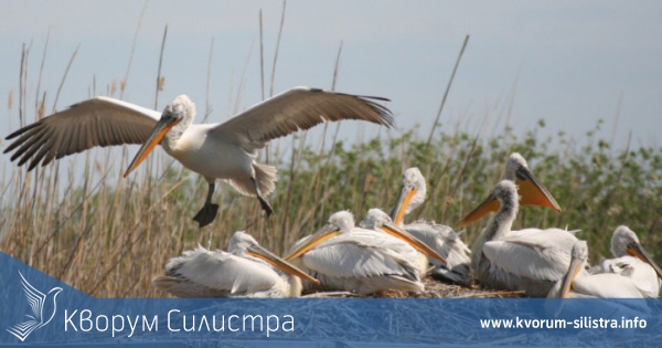 Приключи гнездовият период на пеликаните в Сребърна