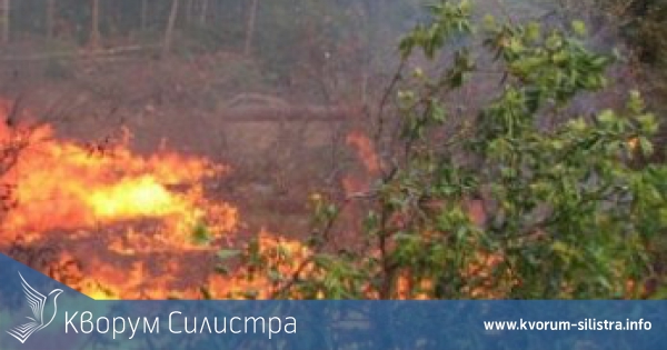 Спасиха 2 000 дка гора край Тутракан