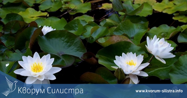 За десети път в Малък Преславец ще има Празник на водните лилии