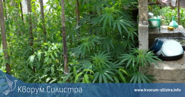 Задържаха 24-годишна айдемирка за отглеждане на канабис