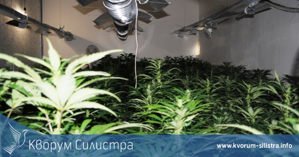 Разбиха най-голямата наркооражерия в Силистренско