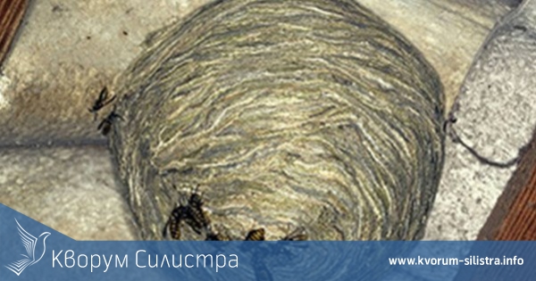 Силистренските огнеборци гасиха сухи треви и премахнаха гнездо с оси