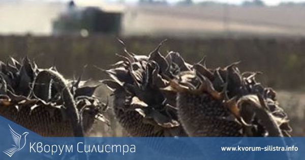 Близо 75 дка слънчоглед край Цар Асен са ожънати незаконно, загубите за производителя са за над 12 000 лв