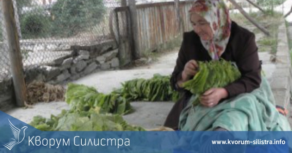 Медицински прегледи за тютюнопроизводителите в Силистренско