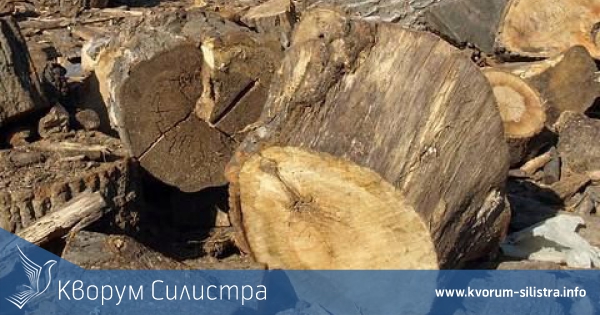 Спипаха контрабандна дървесина в Силистра