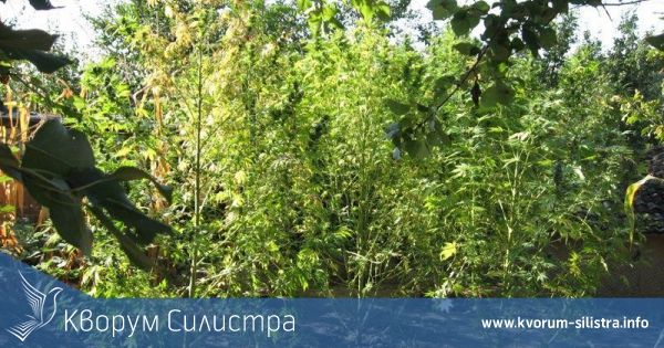 78 годишна баба търка наровете в ареста за 50 кг канабис