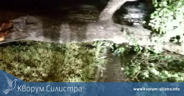 Тутракански пожарникари премахнаха паднало на пътя дърво