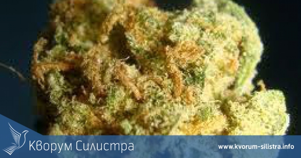 Откриха 1.3 г канабис в гараж в Силистра
