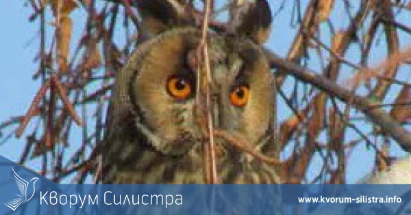 Горски ушати сови са се заселили в централната част на Силистра