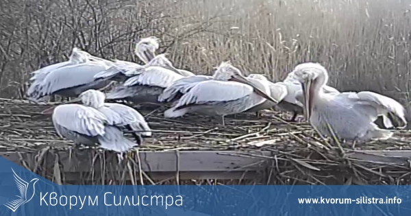 Първите пеликани за 2018 са вече в Сребърна