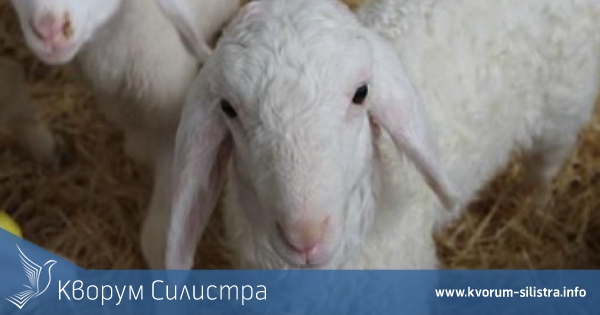 Откраднаха дванадесет агнета в село Межден