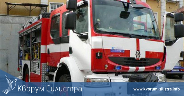 Силистренски огнеборци свалиха котка от високо дърво
