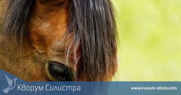 9-годишен кара каруца, коня му счупи черепа с ритник