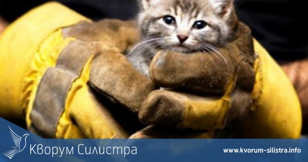 Котка, заклещена в пролука на стълбище, са спасили вчера силистренски огнеборци