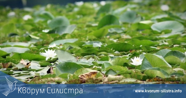 За 11-и път в Малък Преславец ще има Празник на водните лилии