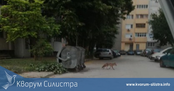 Изгладняла лисица обикаля из Силистра