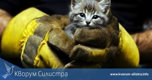 Котка, пропаднала в шахта, са спасили огнеборци в Силистра