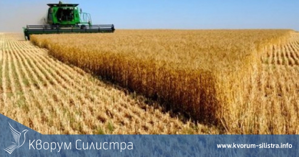 Ожънати са 91.02 на сто от площите с пшеница в Силистренско