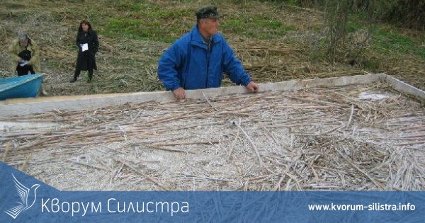 Пеликаните са изградили седем гнезда на наколната платформа в езерото Сребърна