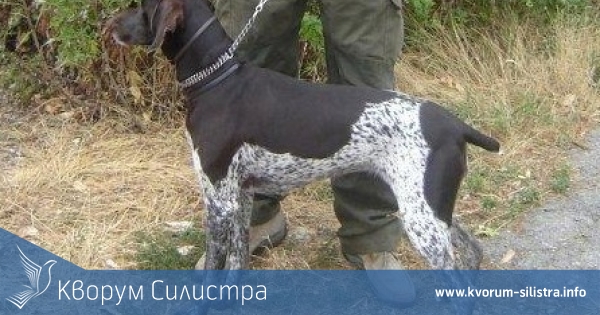 Ловни състезания край Калипетрово