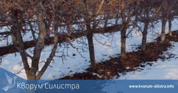 Вандали унищожиха 28 кайсиеви дръвчета до село Паисиево