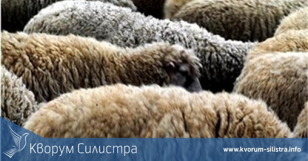 Полицаи откриха и върнаха на собственика стадото му от 51 овце