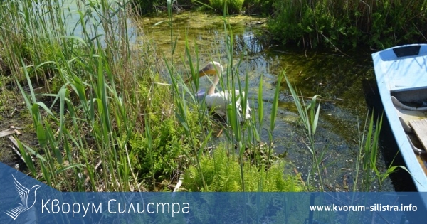 Розов пеликан е пуснат на свобода в "Сребърна"