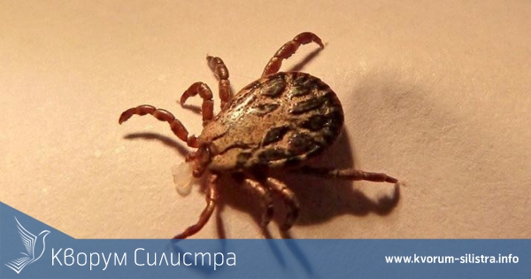 Ще се пръска против кърлежи централна градска част и Дунавски парк на Силистра на 20 май