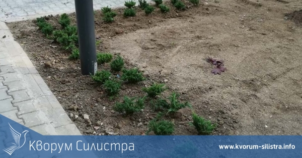 Община Силистра с апел към всички да опазват новозасадената растителност по ул. "Симеон Велики"