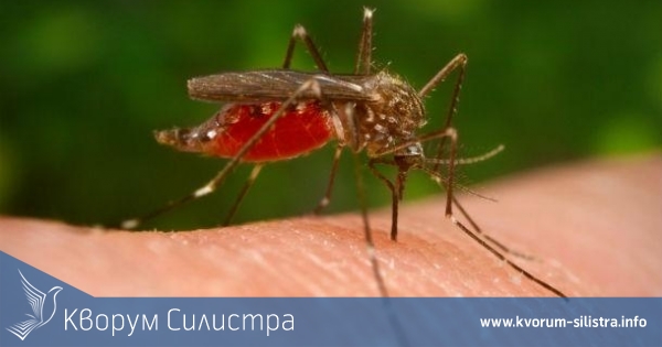 Заради дъждовете в Силистра отлагат пръскането срещу комари