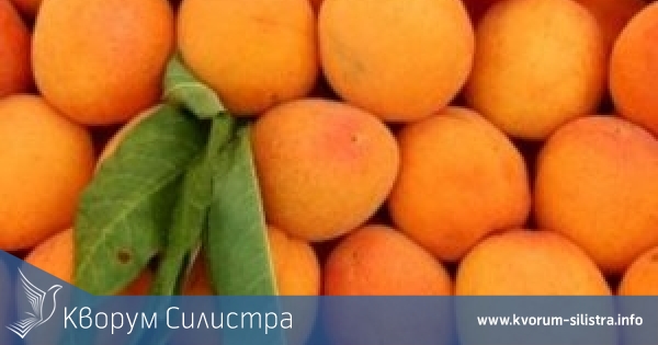 640 кг кайсии от декар е средния добив в Силистренско