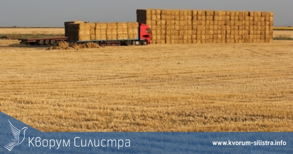 При среден добив от 619 кг/дка завърши жътвата на пшеница в областта