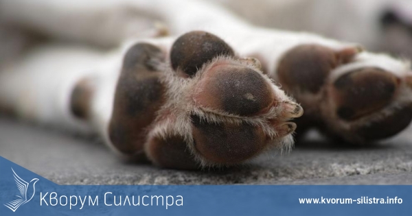 Полицията разследва убийство на куче в Дулово