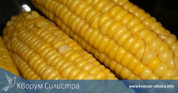 В 4 силистренски общини приключи прибирането на царевицата