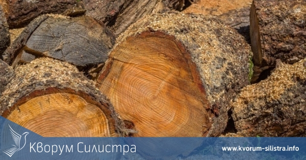 Задържаха конвой коли с крадени дърва