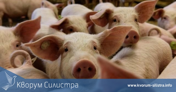 Предприети са мерки във връзка със случай на африканска чума по свинете в Силистренско