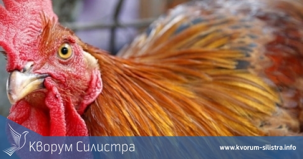 Силистренски пожарникари спасиха петел в областния град