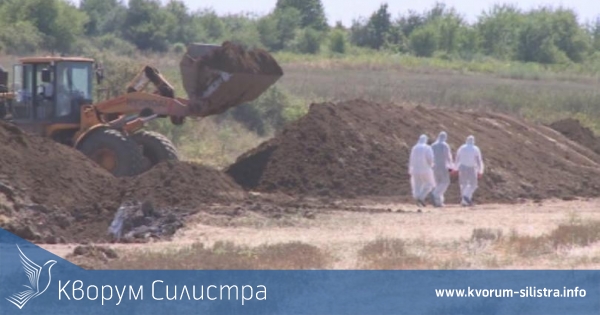 Силистренска фирма ще умъртвява прасетата в комплекса в село Брестак