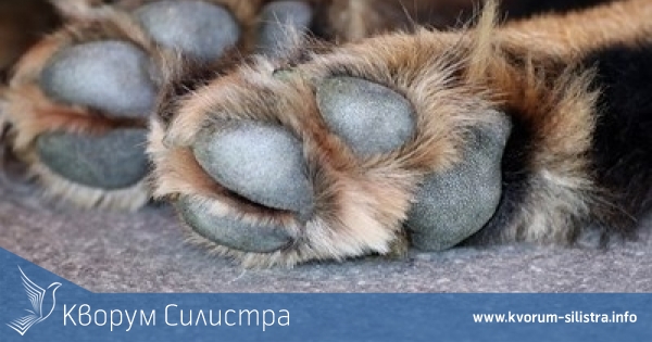 Застреляли кучето на жена от село Паисиево