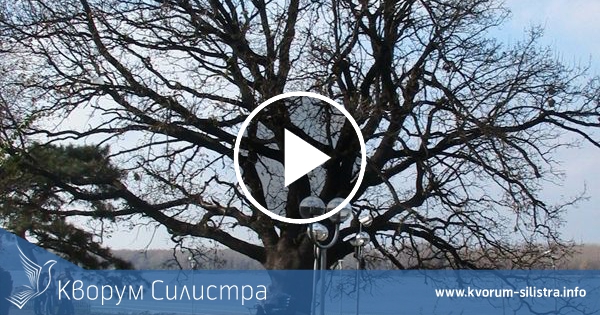 113 годишният дъб в Дунавската градина е вече втори в конкурса "Дърво с корен" (видео)