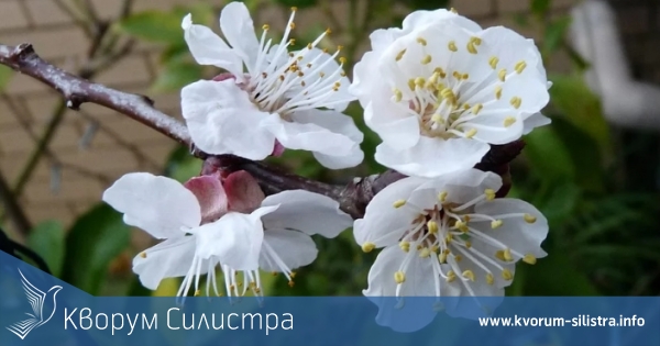 Нанесени са поражения на кайсиите в Силистренско от ниски температури и слани