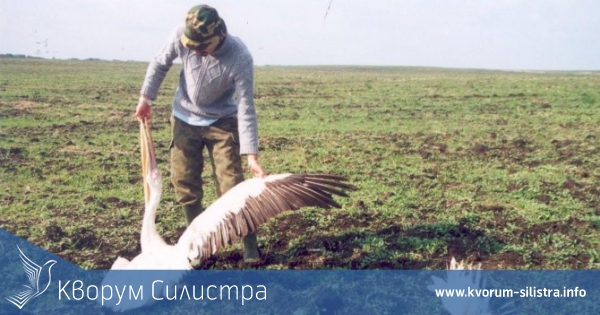 Полицията разследва смъртта на два пеликана в Дуловско