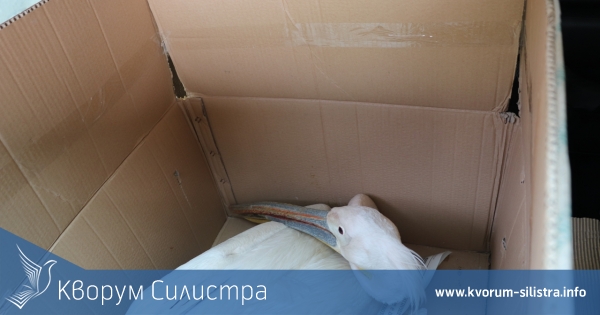 Варварство: Двата пеликана до Водно простреляни смъртоносно, трета птица е ранена и спасена