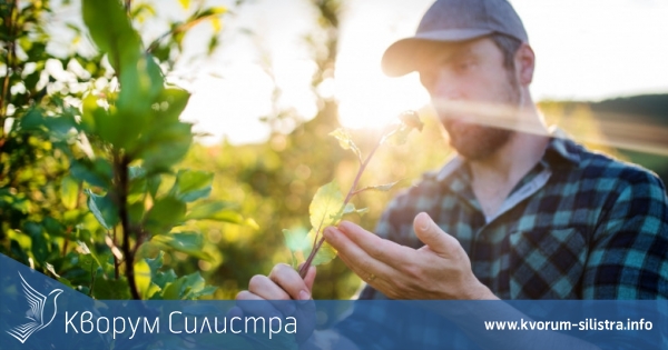 Сушата и сланите мъчат овощарите в Силистренско