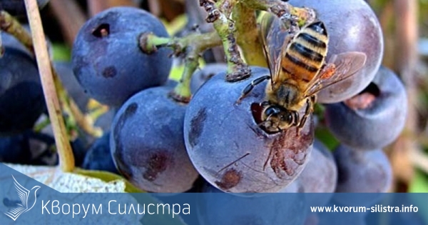 Внимание, пчелари: Пръскат лозята около Силистра