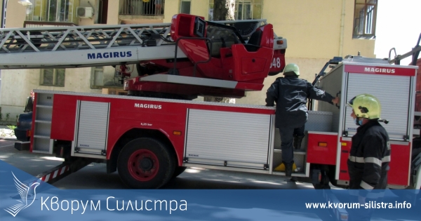 Пожарникарите спасиха малка ушата сова в центъра на Силистра