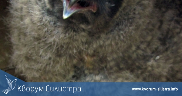 За втори път спасиха малката ушата сова, след като отново изпадна от гнездото си