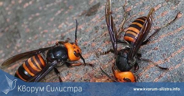 Силистра: Огнеборци премахнаха паднало дърво и обезопасиха рой стършели